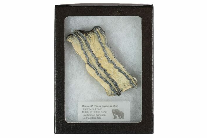 Mammoth Molar Slice With Case - South Carolina #95267